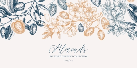Almond background. Blooming branches, almond nuts, flowers, leaves sketches. Hand drawn vector illustration. Vintage seamless pattern. Spring trees border
